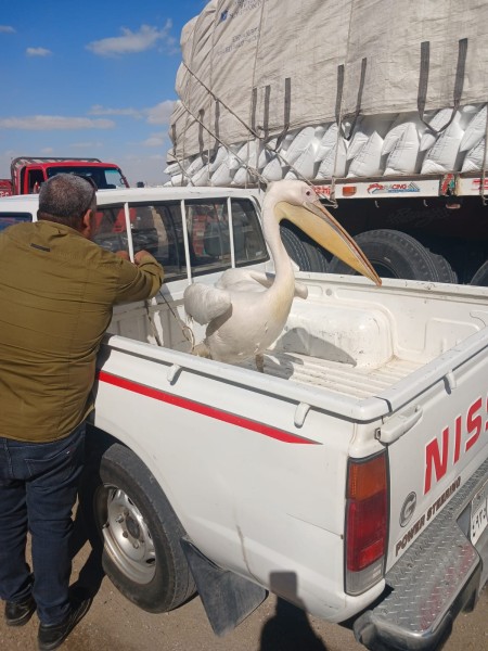 البيئة تشن حملة موسعة لحصر و جمع طيور البجع بطريق السخنة