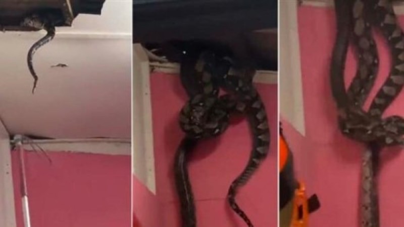 لحظات وثقتها الكاميرات.. ثعبان 55 كيلو يقتحم سقف منزل بماليزيا