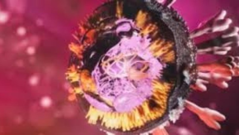 ينتقل عبر خفافيش الفاكهة.. الصحة: مصر خالية من فيروس «ماربورج»