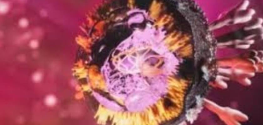 ينتقل عبر خفافيش الفاكهة.. الصحة: مصر خالية من فيروس «ماربورج»