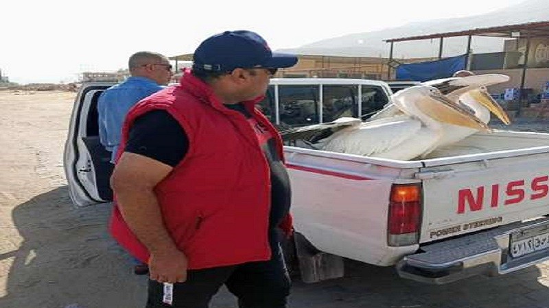 محافظة السويس تنهي حملة لحصر وجمع طيور البجع بطريق السخنة وتصادر 4 طيور جديدة