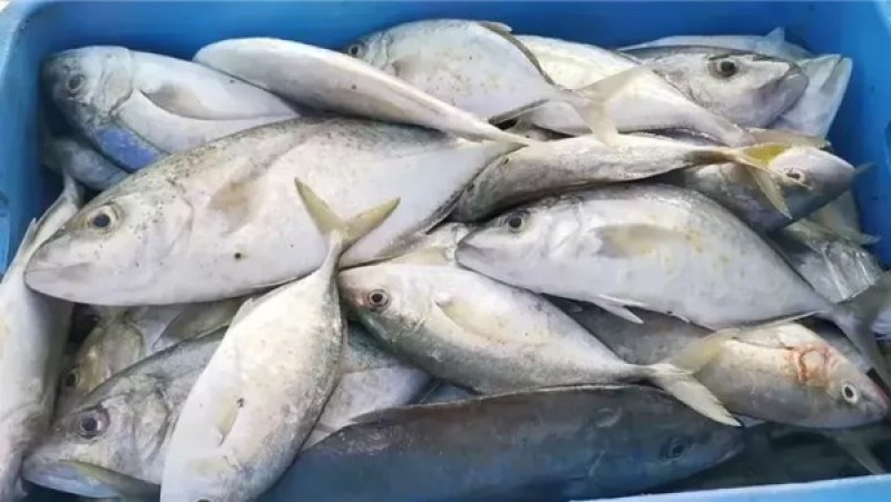 أسعار السمك اليوم الإثنين