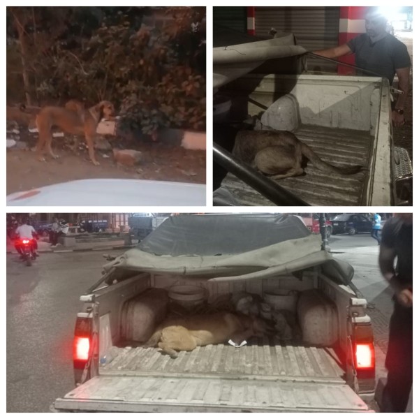 خطوة جديدة في البحيرة: إنشاء مواقع لإيواء الكلاب الضالة وحملات تحصين واسعة النطاق