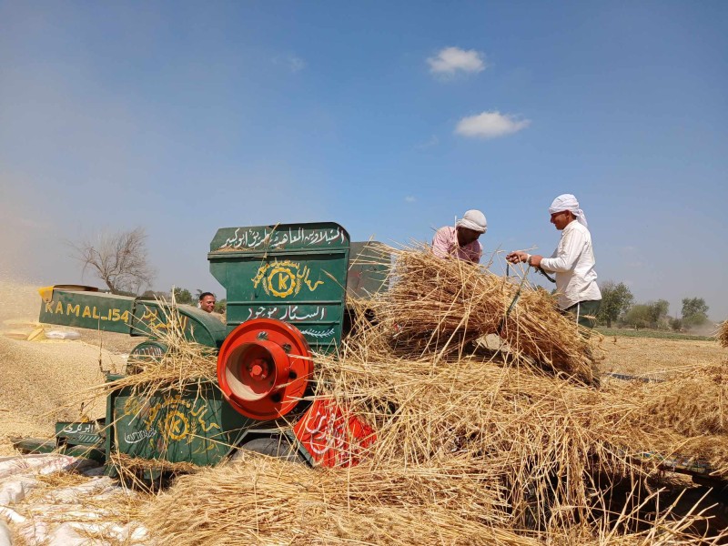 خبير اقتصادي: تراجع واردات القمح بنسبة 22.8% خلال 10 أشهر يرجع لزيادة الإنتاج المحلي والمساحة المزروعة