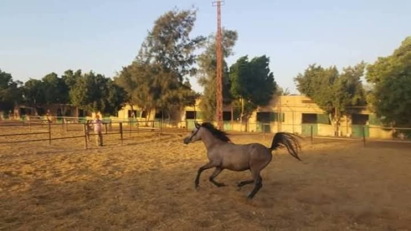 مصرع مستشار داخل حريق مزرعة خيول بجمعية «عرابي» بالقليوبية متفحما بالكامل