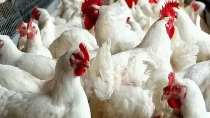 انخفاض أسعار الفراخ اليوم الإثنين