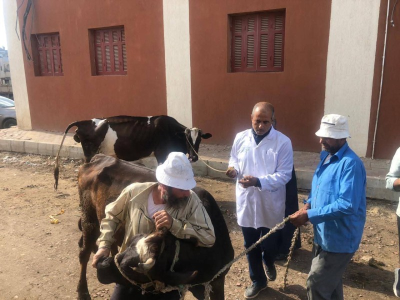 كفر الشيخ: قافلة بيطرية مجانية تقدّم ١٨٦ خدمة لأهالي البصراط