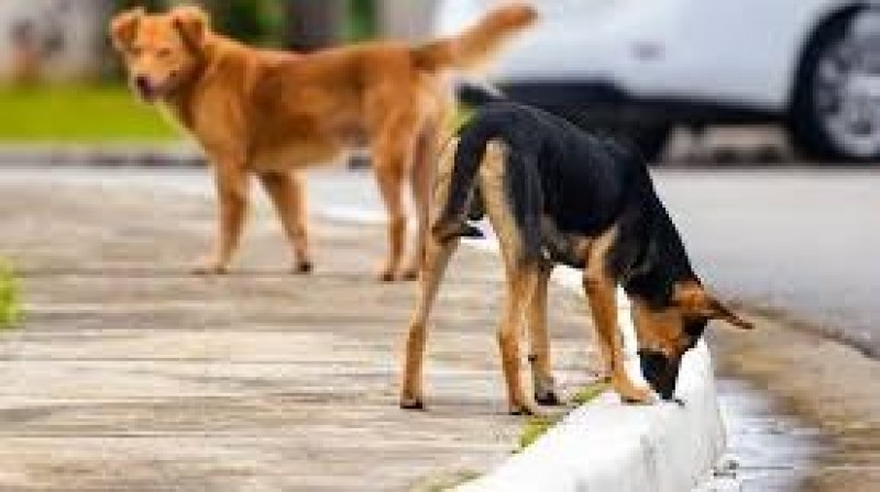 الأطباء البيطريين: الكلاب الضالة تنتشر بسبب المخلفات والإطعام العشوائي