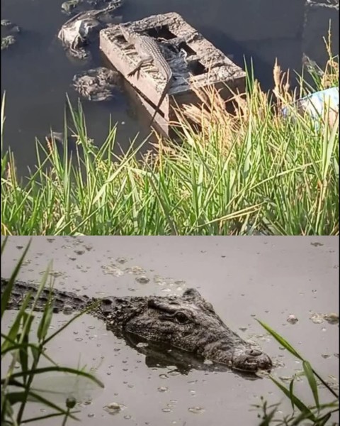 أول تعليق من بيطري الشرقية على تماسيح الزوامل ”الوضع تحت السيطرة”