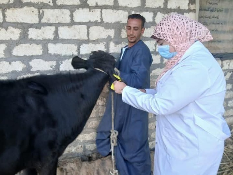 تحصين أكثر من 124 ألف رأس ماشية ضمن الحملة القومية الثالثة لمواجهة الحمى القلاعية والوادي المتصدع بأسيوط