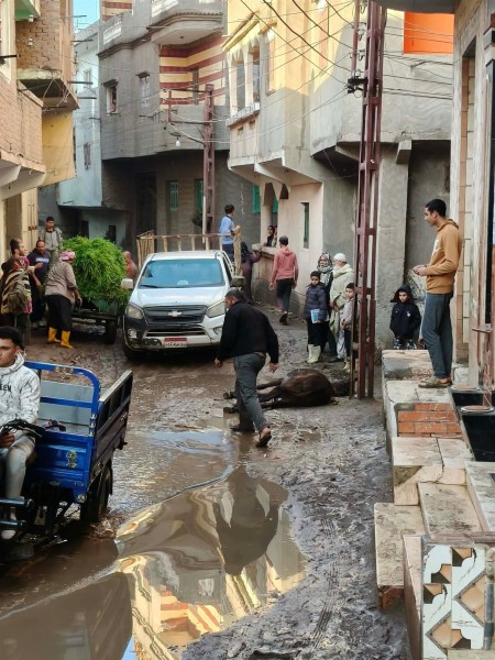 مصرع حمار صعقًا بالكهرباء يثير غضب أهالي قرية بالبحيرة: “خطر يهدد أرواحنا يوميًا”
