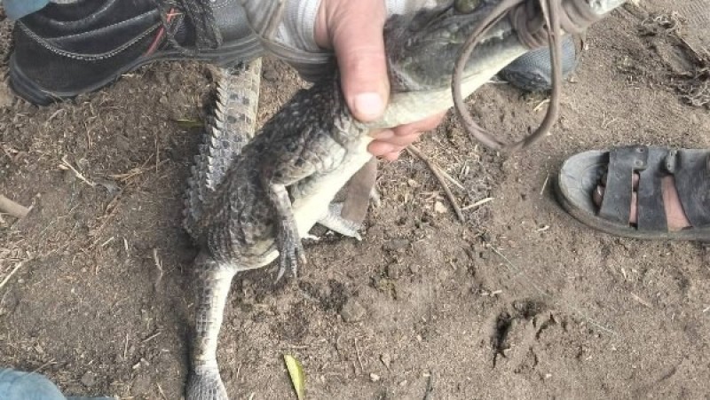 تمساح الزوامل.. قصة أخطر 7 أيام عاشها أهل الشرقية