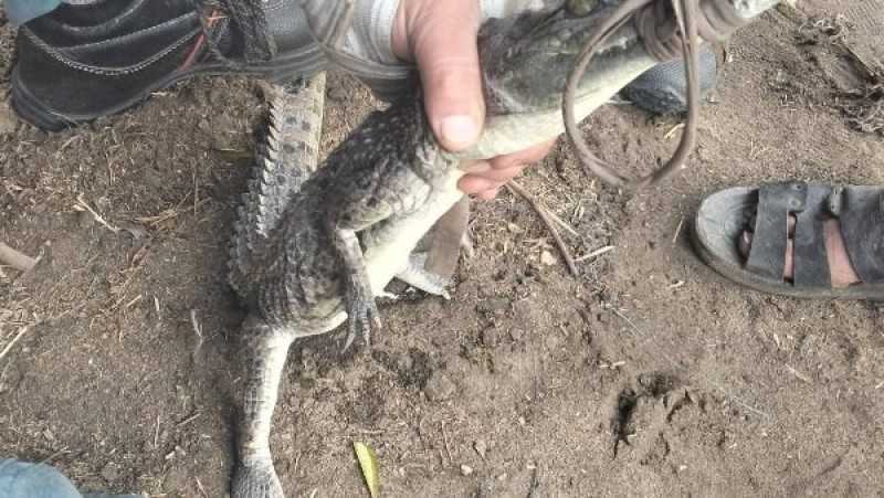 تمساح الزوامل.. قصة أخطر 7 أيام عاشها أهل الشرقية