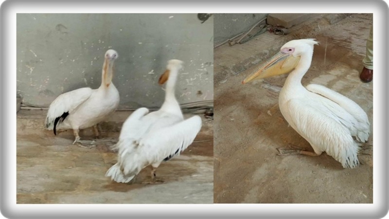 حملات موسعة للبيئة بالسويس و جنوب سيناء تسفر عن مصادرة طيور البجع من محال بيع الأسماك