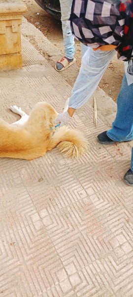 بيطري الاسماعيلية يواصل تحصين الكلاب الحرة والتوعية بمخاطر السعار