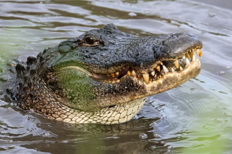 سلطة السجون الإسرائيلية تدراس مقترح لإقامة سجن أمني جديد محاط بالتماسيح