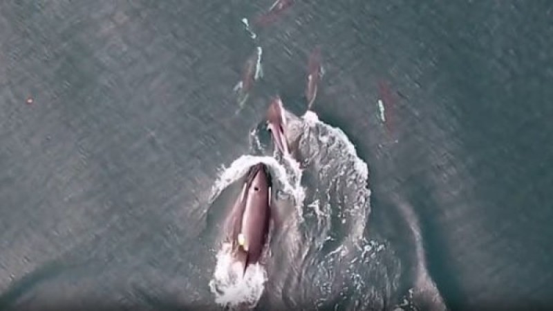 تحالف غير متوقع في أعماق المحيط.. الدلافين وحيتان الأوركا تربكان العلماء