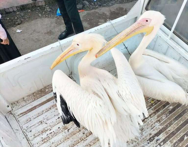 حملة تفتيشية موسعة تنجح في إنقاذ طيور برية محمية بالإسماعيلية