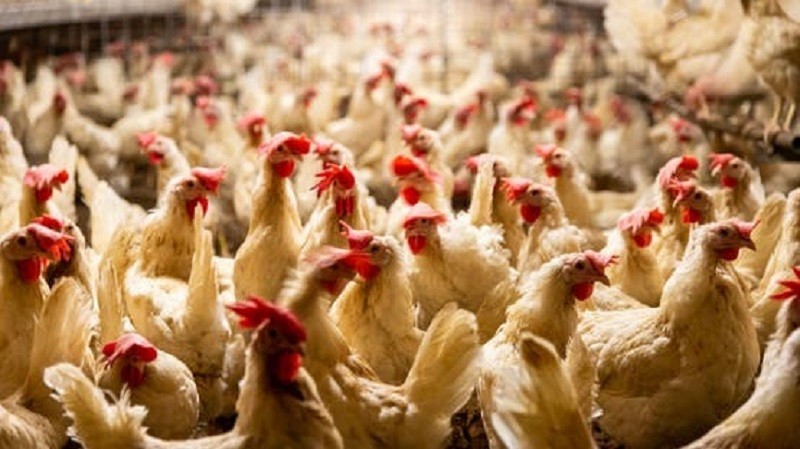 أسعار الفراخ والبانيه اليوم الإثنين 29 ديسمبر