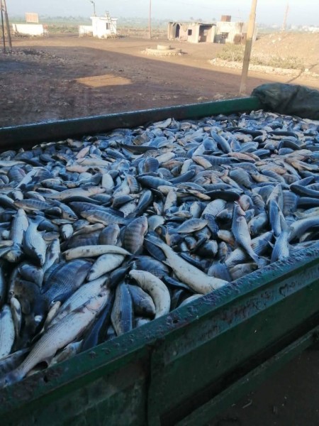 جهاز حماية وتنمية البحيرات والثروة السمكية يفتتح موسم الصيد بمزرعة المنزلة السمكي2025/2026