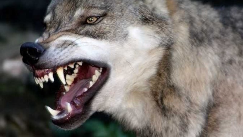 عشان تنقذ نفسك.. ماذا تفعل أثناء هجوم الكلب؟