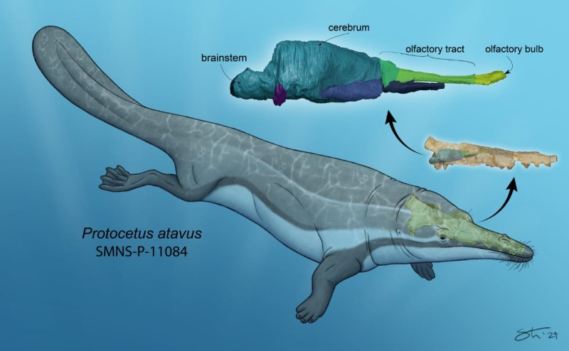 جامعة المنصورة: مركز الحفريات الفقارية يحقق طفرة علمية غير مسبوقة خلال عام 2025 ويعزّز الريادة المصرية عالميًّا