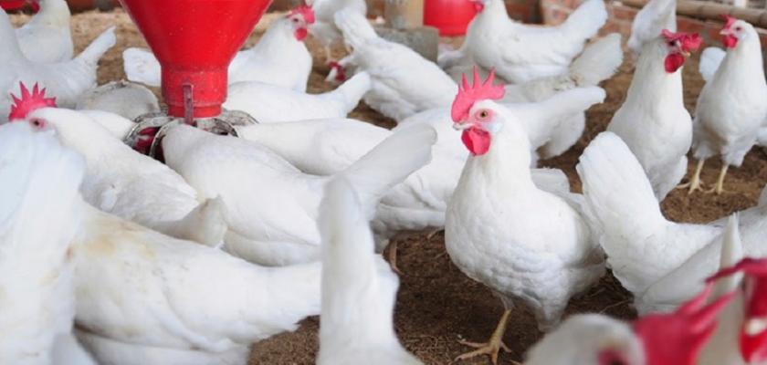 حقيقة وصول الدواجن لـ 100 جنيه في الأسواق