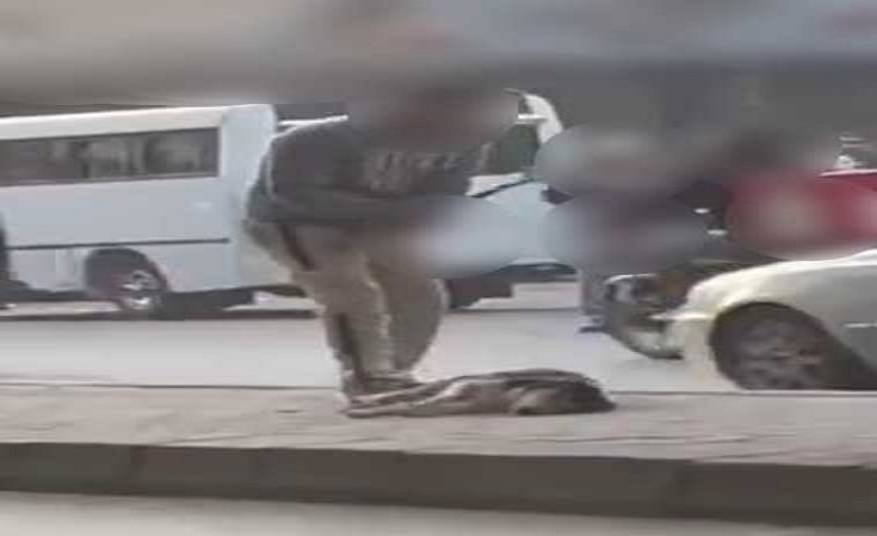 القبض على حارس عقار تعدى على كلب بعصا خشبية في العجوزة