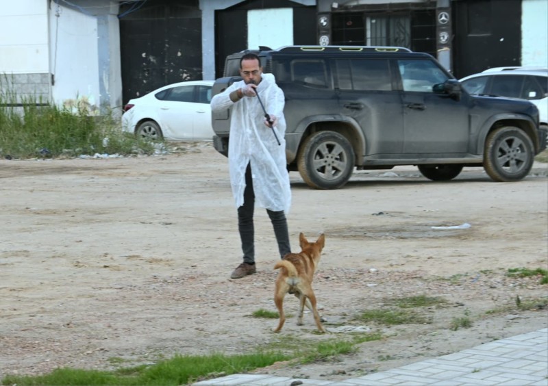 البحيرة تطلق حملة عاجلة لتطعيم وتعقيم الكلاب الضالة برشيد