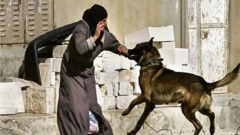 ضوابط صارمة لحيازة الحيوانات الخطرة في القانون