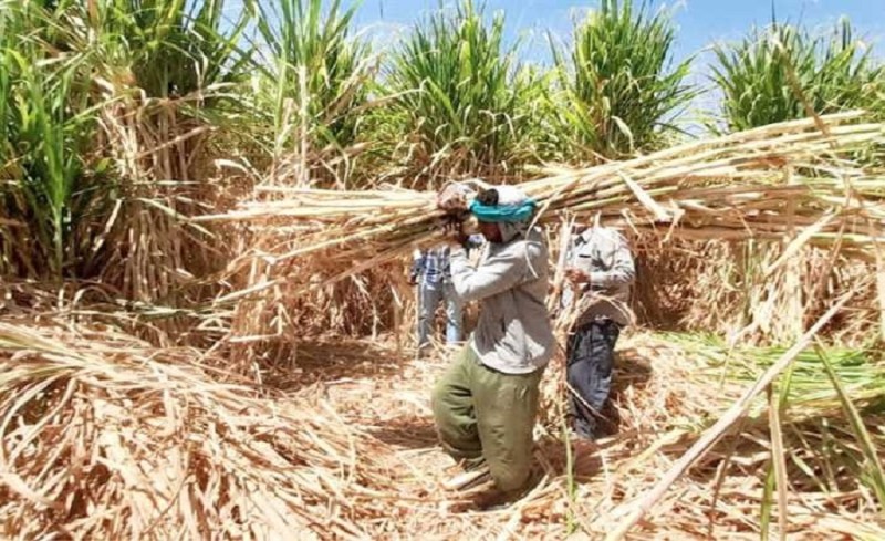 لماذا يرتبط أكل القلقاس والقصب بعيد الغطاس؟