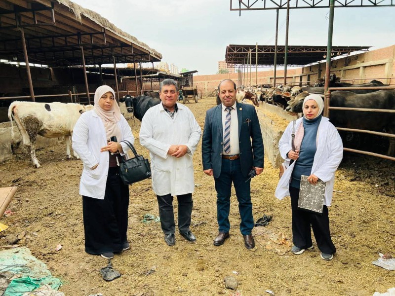 الدقهلية: تحصين 68 ألف رأس ماشية في الحملة القومية الاستثنائية للتحصين ضد مرضي الحمى القلاعية والوادي المتصدع