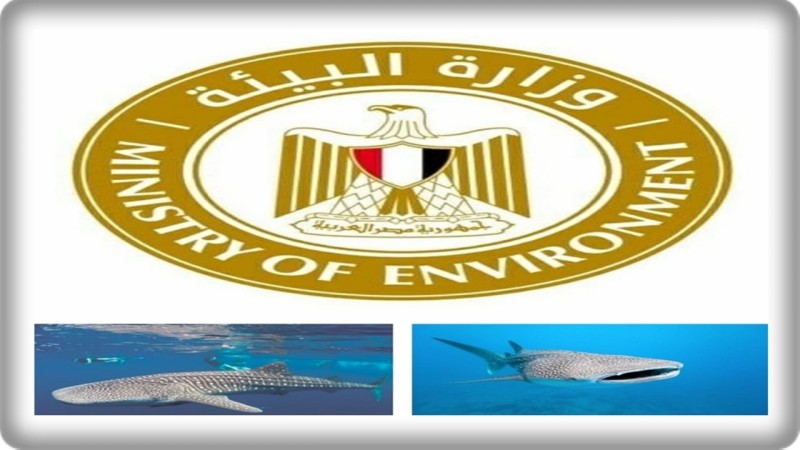 ضبط المتورطين في واقعة صيد ”القرش الحوتي” المهدد بالإنقراض