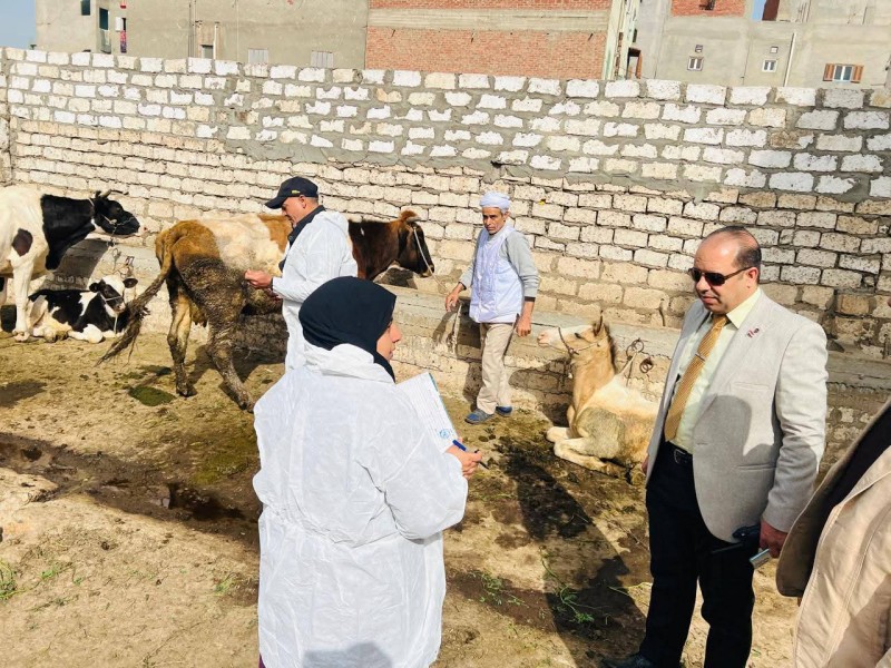 الدقهلية: تحصين 110 ألف رأس ماشية في الحملة القومية الاستثنائية للتحصين ضد مرضي الحمى القلاعية والوادي المتصدع