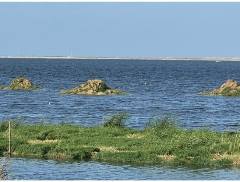 بحيرة المنزلة بين حيرة الصياد الحر واستقطاع مناطق لتكون مزارع خاصة