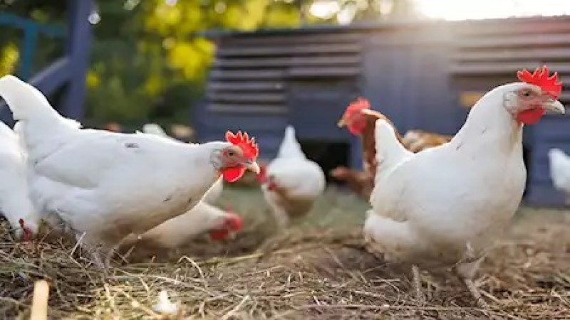 ارتفاع مفاجيء في أسعار الدواجن بالأسواق