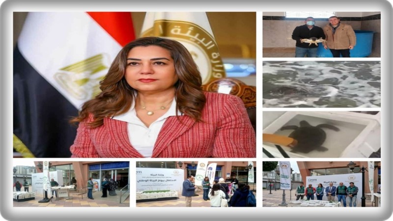 د. منال عوض تعلن إطلاق ٣ سلاحف خضراء إلى بيئتها الطبيعية بعد إنقاذها بالدقهلية و السويس بالتزامن مع يوم البيئة الوطني