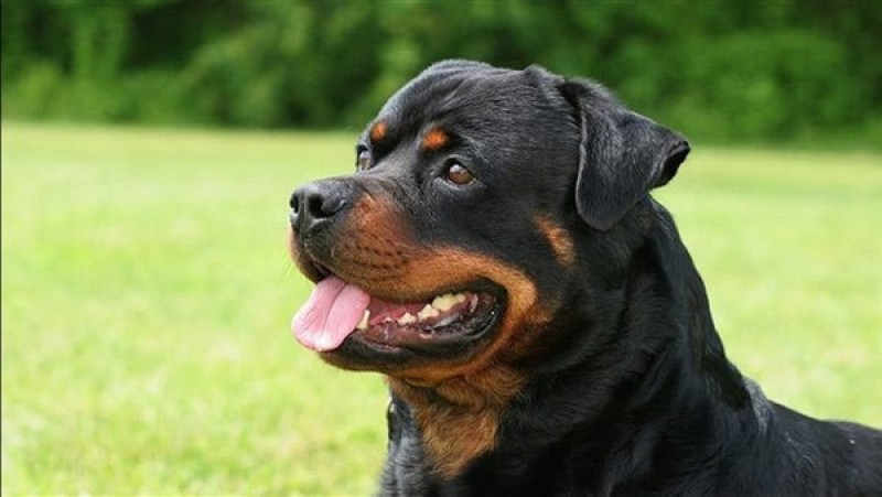 هل اقتناء الكلب داخل المنزل حرام؟