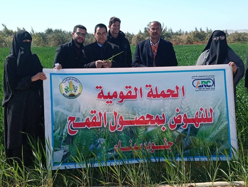 بحوث القمح يتفقد الحقول الإرشادية بجنوب سيناء لتقييم الأصناف المتحملة للملوحة بجنوب سيناء