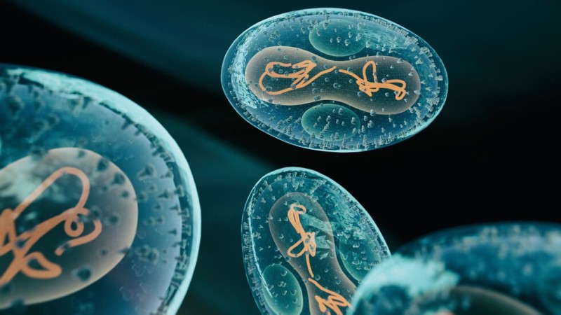 فيروس قاتل ينتقل من الخفافيش يثير الذعر في آسيا