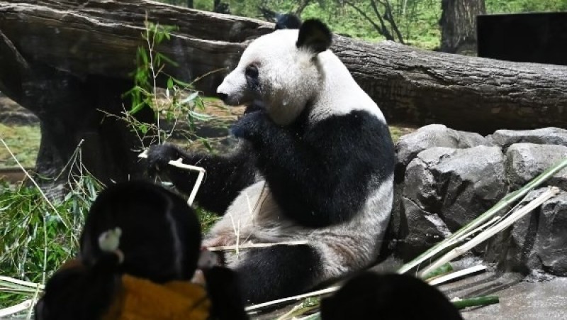 بسبب الصين.. اليابان خالية من الباندا للمرة الأولى منذ 1972