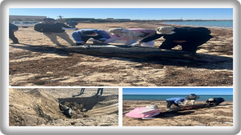 وزيرة التنمية المحلية والبيئة توجه بدفن الدرفيل النافق في رأس غارب وفقاً للاشتراطات البيئية