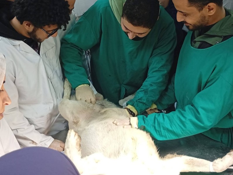 محافظة البحيرة تطلق حملة لتحصين وتعقيم وترقيم الكلاب الضالة بمنطقة إفلاقة بدمنهور مع تنفيذ برنامج توعوي للمواطنين