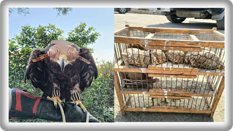 وزيرة التنمية المحلية والبيئة توجه بحملة مُكبرة لضبط الاتجار غير المشروع بالحياة البرية بسوق الجمعة