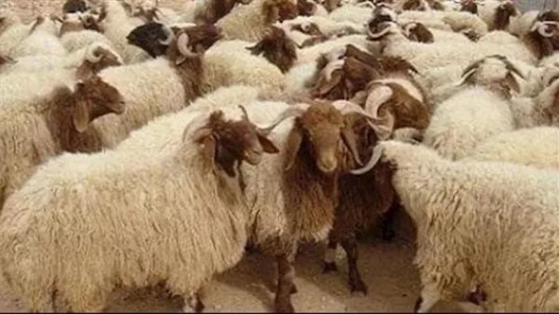 قبل الذبح.. 20 علامة تكشف لك الأضحية السليمة من غيرها