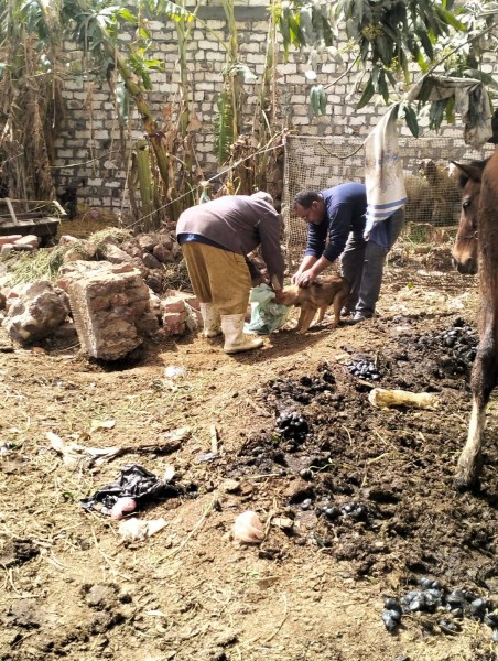 جهود مديرية الطب البيطري بالدقهلية لتحصين الكلاب الحرة ضد مرض السعار
