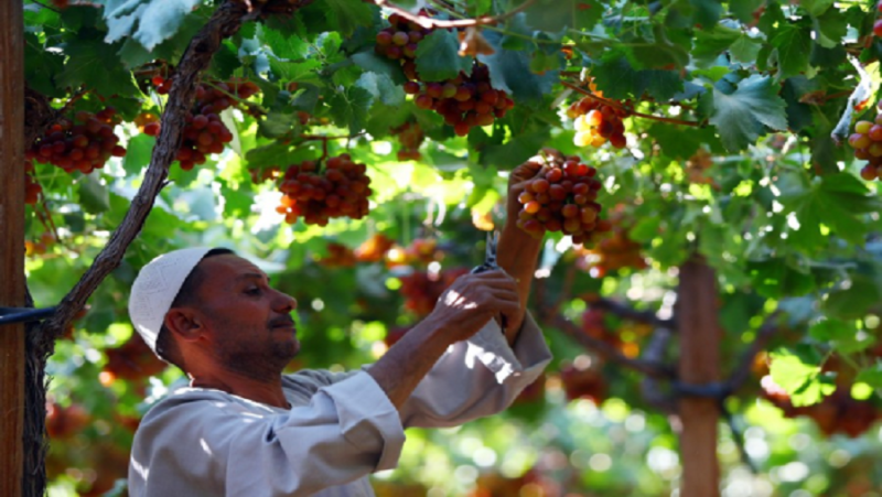 أهمية العنب لجسم الإنسان