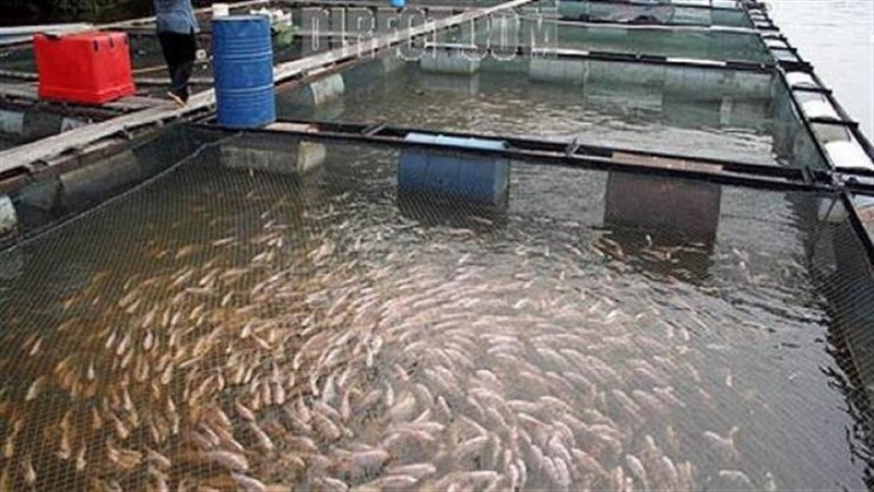 أزمة مزارع الأسماك في دمياط.. قرارات الإيجارات تهدد الإنتاج والأمن الغذائي