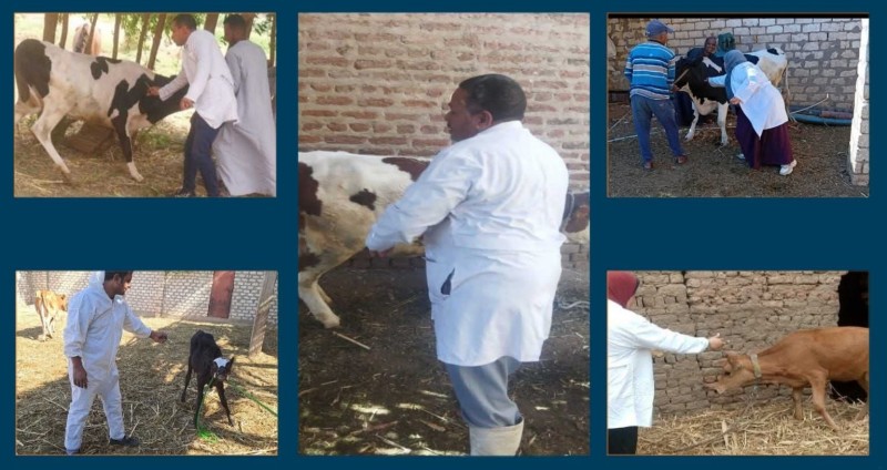 بيطري قنا: تحصين 59 ألف و448 رأس من الحيوانات ضمن الحملة القومية للتحصين ضد الجلد العقدي وجدري الأغنام بقنا