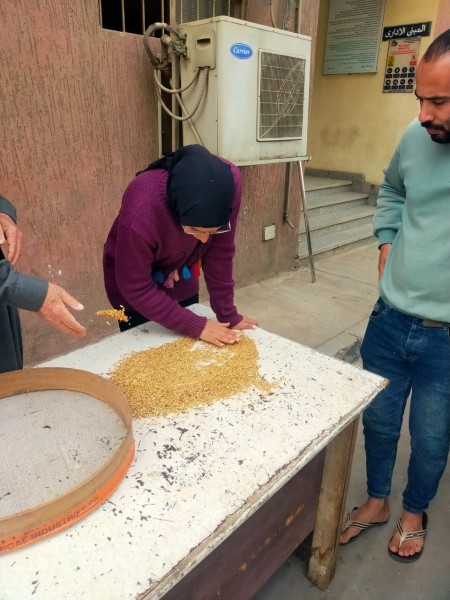 تموين الدقهلية تعلن بدء موسم الذهب الأصفر ”القمح” .. جاهزية 36 موقعًا لاستقبال القمح 2026